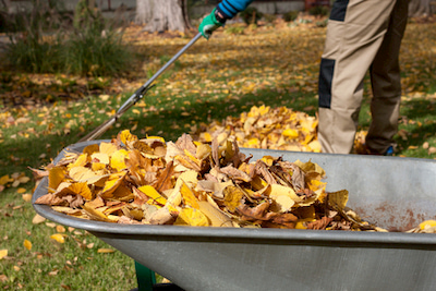 Leaves cleanup