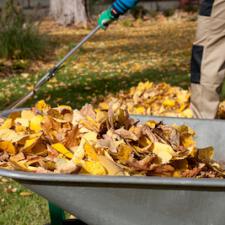 Leaves cleanup